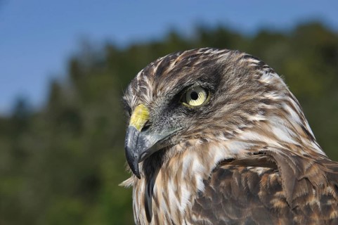 Portrait of Australasian Harrier Hawk, Circus approximans, New Zealand, Oceania