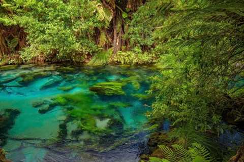 Blue Spring along Te Waihou Walkway in Hamilton, Waikato, New Zealand, Oceania
