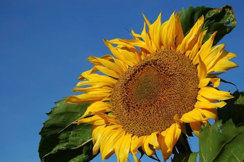 Giant sunflower against blue sky