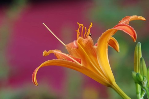 Daylily blossom