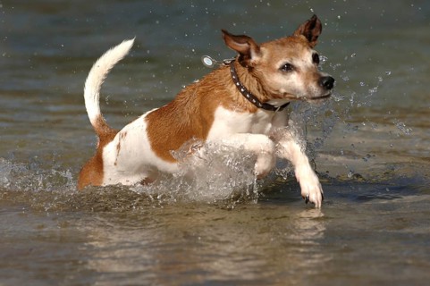 Jack Russell terrier in the water