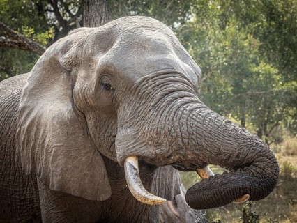 African elephant (Loxodonta africana) drinking, portrait, Manyeleti Game Reserve, South Africa,