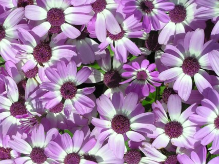 Mass of mauve and white flowers