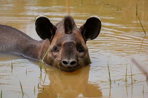 Close-up of a Tapir resting in a muddy pond, facing to camera, Pantanal Wetlands, Mato Grosso,