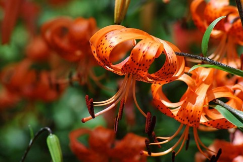 Orange tiger lilies in garden setting