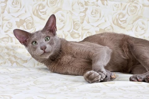 1 year old tomcat, playing with a stuffed mouse
