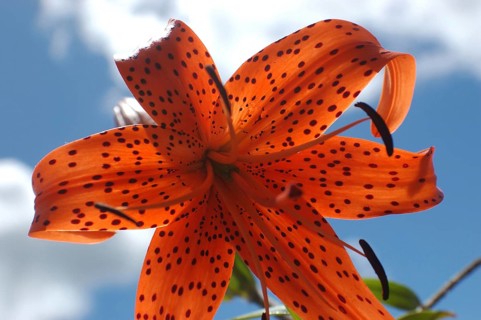 Orange tiger lily backlit on blue sky background