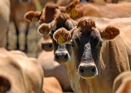 Herd of Jersey cows, Westland, New Zealand, Oceania