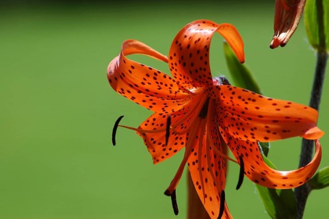 Orange tiger lily backlit on green background