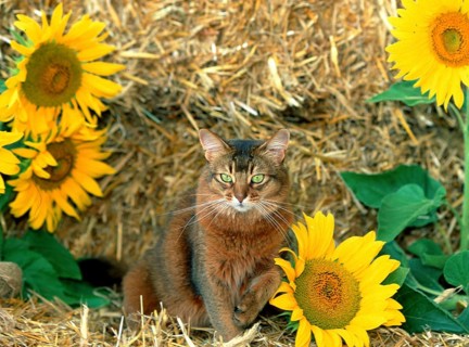 Somali cat, wild coloured, 5 years old