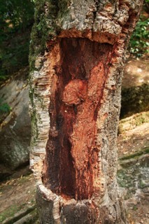 Cork oak, here in Portugal, a piece of the bark cut out