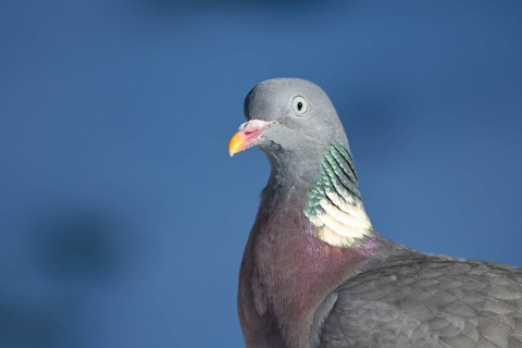 Wood pigeon (Columba palumbus), portrait, in the snow, winter feeding, Oberhausen, Ruhr area, North