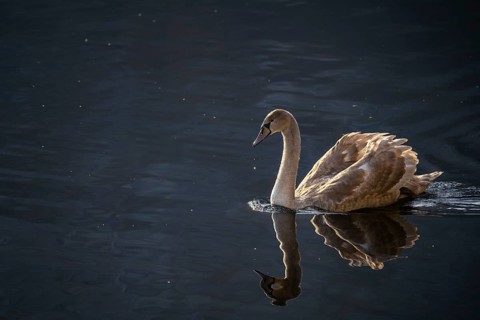 A young swan (Cygnus) with brown plumage on a lake. Reflection