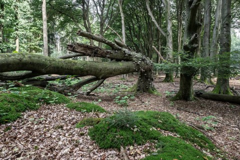 Bent copper beech (Fagus sylvatica) with tinder fungus (Fomes fomentarius), Emsland, Lower Saxony,