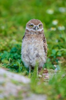 Burrowing Owl (Speotyto cunicularia), young bird in meadow near nesting cave, Pembroke Pines,