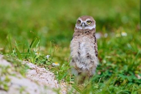 Burrowing Owl (Speotyto cunicularia), young bird in meadow near nesting cave stretches, Pembroke
