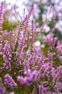 Purple blooming flowers in nature with blurred background elements, Harz Mountains, Germany, Europe