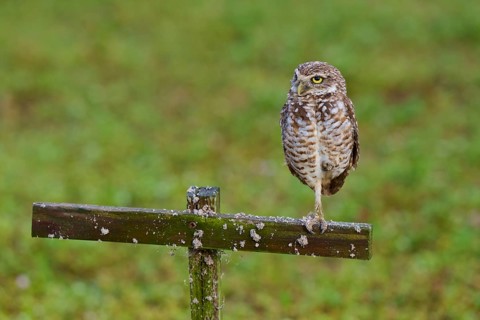 Burrowing Owl (Speotyto cunicularia), adult sits on wooden cross in meadow, Pembroke Pines,
