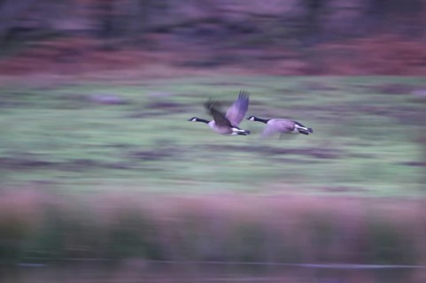 Canada goose (Branta canadensis), pair taking off, blurred, long exposure, subsidence area,