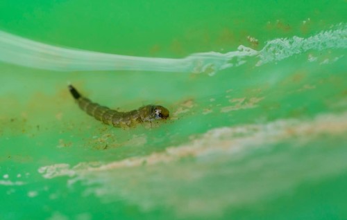 Close up of mosquito larva
