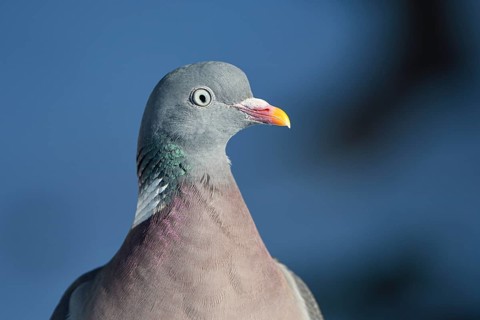 Wood pigeon (Columba palumbus), portrait, in the snow, winter feeding, Oberhausen, Ruhr area, North