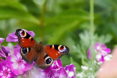 A peacock butterfly (Inachis io, Nymphalis io) sitting on purple flowers in a natural environment,