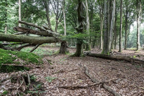 Bent copper beech (Fagus sylvatica) with tinder fungus (Fomes fomentarius), Emsland, Lower Saxony,