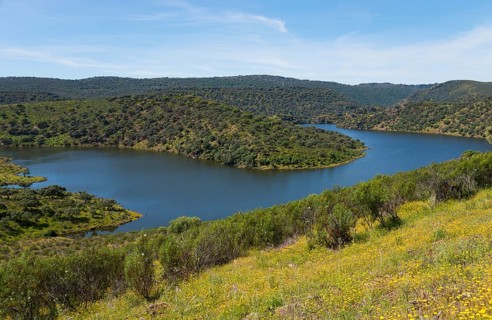 Curvy river surrounded by green hills and yellow flowers in summer, River Tiétar, Tietar, Monfragüe