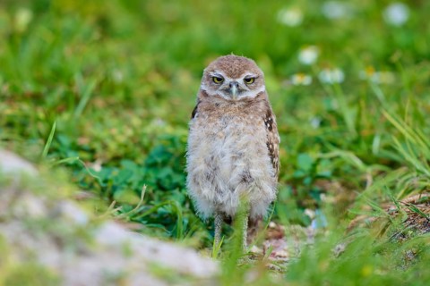 Burrowing Owl (Speotyto cunicularia), young bird in meadow near nesting cave, Pembroke Pines,