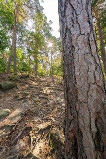 A wooded path with visible tree roots and sunlight shining through the trees, Harz Mountains,
