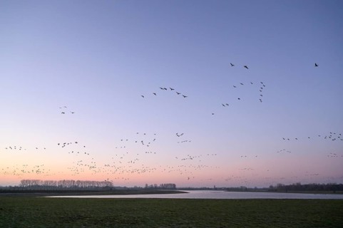 White-fronted goose (Anser albifrons), flock of geese taking off, from the roost, at sunrise,