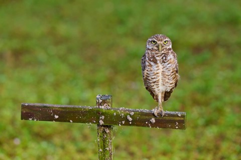 Burrowing Owl (Speotyto cunicularia), adult sits on wooden cross in meadow, Pembroke Pines,