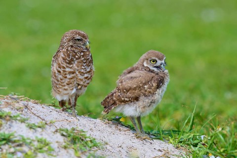 Burrowing Owl (Speotyto cunicularia), adult and young bird in meadow near nesting cave, Pembroke
