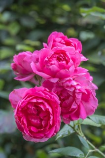 Rose (Rosa sp.), North Rhine-Westphalia, Germany, Europe