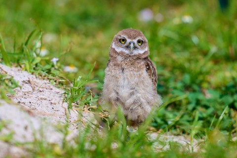 Burrowing Owl (Speotyto cunicularia), young bird in meadow near nesting cave, Pembroke Pines,
