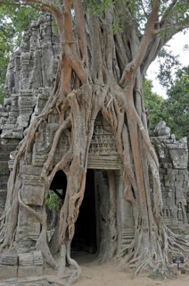 Strangler fig, Ficus altissima, Ta Som, Angkor, Cambodia, Asia