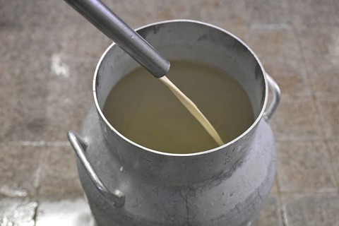 Filling milk Milk can