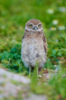 Burrowing Owl (Speotyto cunicularia), young bird in meadow near nesting cave, Pembroke Pines,