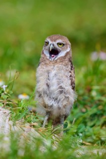 Burrowing Owl (Speotyto cunicularia), young bird in meadow yawns near nesting cave, Pembroke Pines,