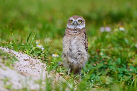 Burrowing Owl (Speotyto cunicularia), young bird in meadow near nesting cave, Pembroke Pines,