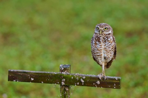 Burrowing Owl (Speotyto cunicularia), adult sits on wooden cross in meadow, Pembroke Pines,