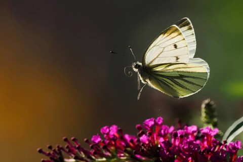 A green-veined white (Pieris napi) hovering over purple flowers against a dark background, Hesse,