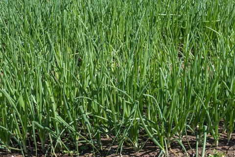 Common onions (Allium cepa), in a bed, vegetable patch, garden bed, Alsace, France, Europe