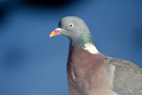 Wood pigeon (Columba palumbus), portrait, in the snow, winter feeding, Oberhausen, Ruhr area, North