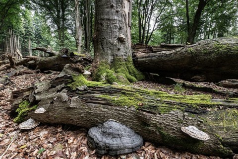 Deadwood with tinder fungus (Fomes fomentarius) in beech forest (Fagus sylvatica), Emsland, Lower