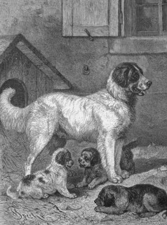 St Bernard or St Bernard dog with puppies, Historical, digitally restored reproduction from a 19th