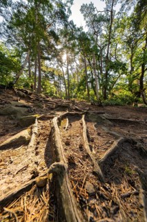 A path in the forest with exposed roots and sunlight breaking through the leaves, Harz Mountains,
