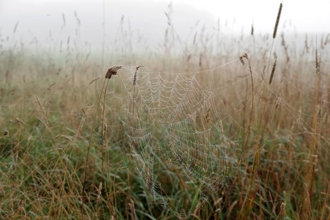 Spider's web, meadow, morning, dewdrops, fog, North Rhine-Westphalia, Germany, The spider's web in