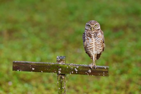 Burrowing Owl (Speotyto cunicularia), adult sits on wooden cross in meadow, Pembroke Pines,