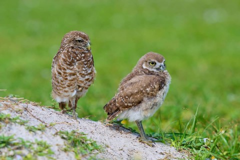 Burrowing Owl (Speotyto cunicularia), adult and young bird in meadow near nesting cave, Pembroke